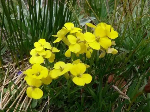 Желтушник карликовый (Erysimum pumilum)