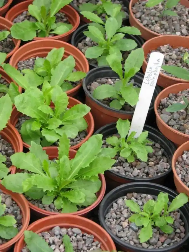 Распикированная рассада лобелии