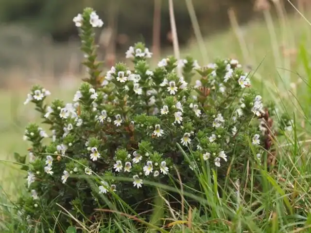 Очанка дубравная (Euphrasia nemorosa)