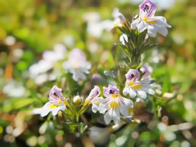 Очанка мелкоцветковая, или Очанка лекарственная (Euphrasia micrantha, syn. Euphrasia officinalis)
