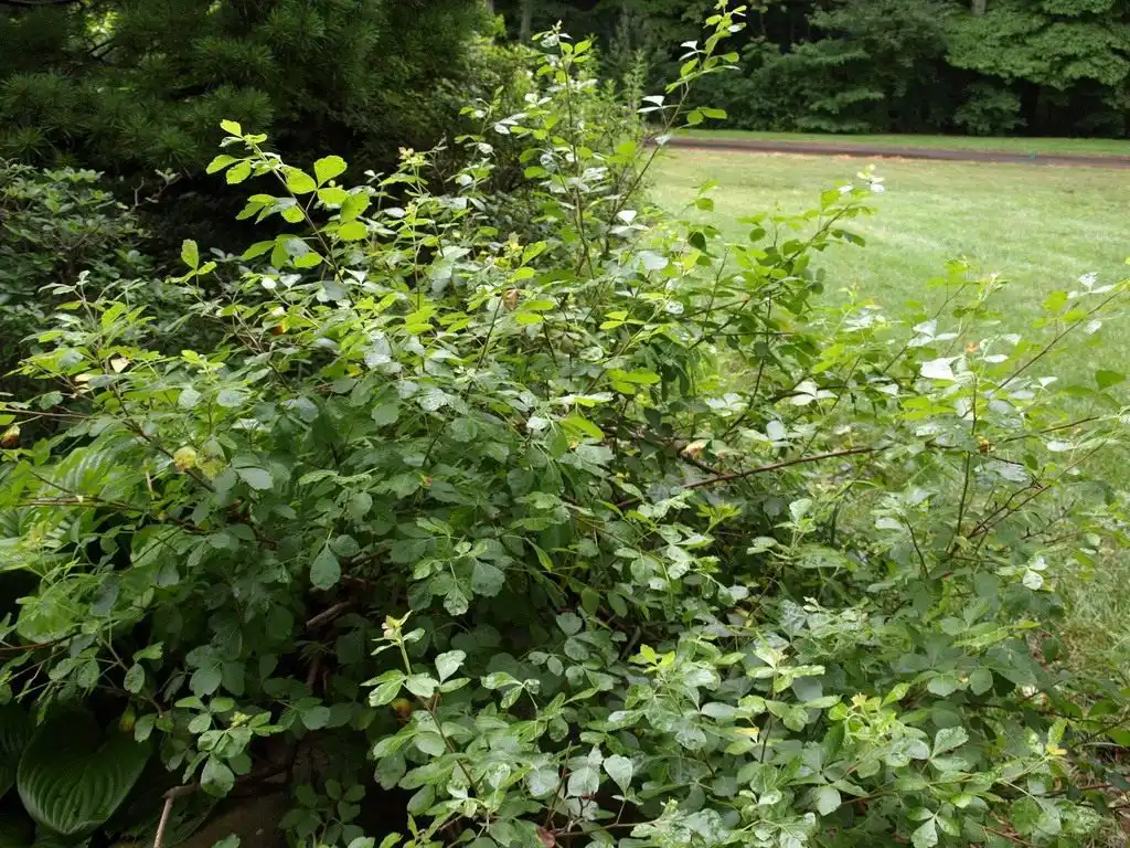 Токсикодендрон пушистый, сумах ядовитый (Toxicodendron pubescens)