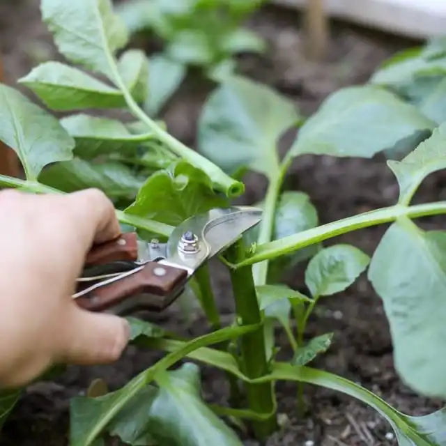 Отмершие листья и побеги нужно срезать сразу после того, как сойдет снежный покров