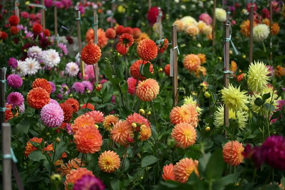 Критически важно вовремя раскутать розы, для которых выпревание — один из самых опасных факторов