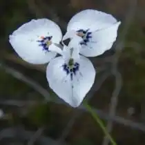 Морея Барнарда (Moraea barnardii)