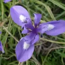 Морея голубоглазковая (Moraea sisyrinchium)