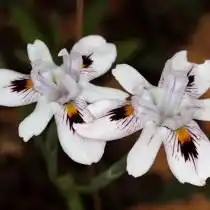 Морея летучая (Moraea fugax)