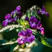 Недотрога железистая, или Бальзамин железистый (Impatiens glandulifera)