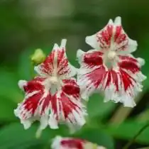 Недотрога большая, или Бальзамин большой (Impatiens grandis)