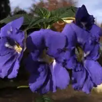 Недотрога острая, или Бальзамин острый (Impatiens namchabarwensis)