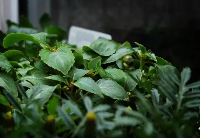 Рассада бальзамина