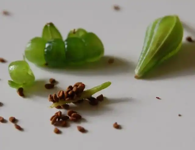 Семена бальзамина