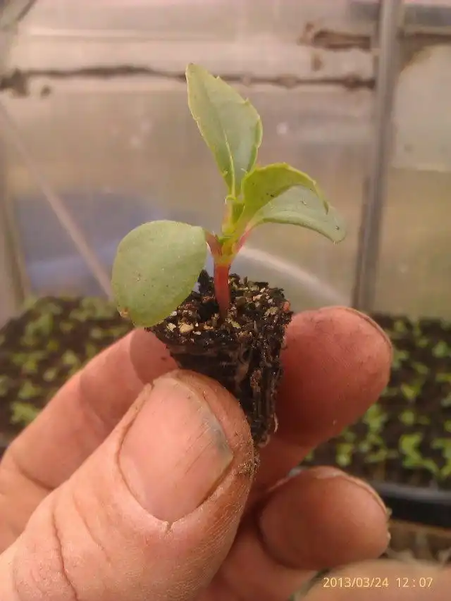 Сеянец бальзамина