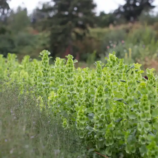 Молюцелла гладкая, или Ирландские колокольчики