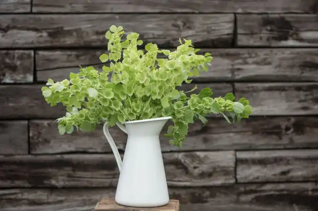 Букет из Ирландских колокольчиков, или Молюцеллы гладкой