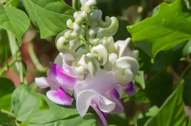 Вигна Каракалла