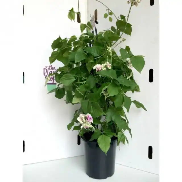 Вигна Каракалла в кашпо