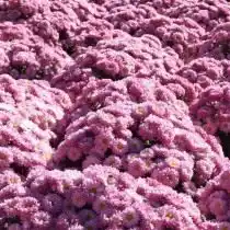 Сорт мелкоцветковой хризантемы "Fantasy"