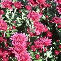 Сорт мелкоцветковой хризантемы "Mount Verde"