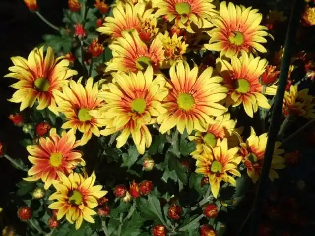 Сорт мелкоцветковой хризантемы "Оленька"