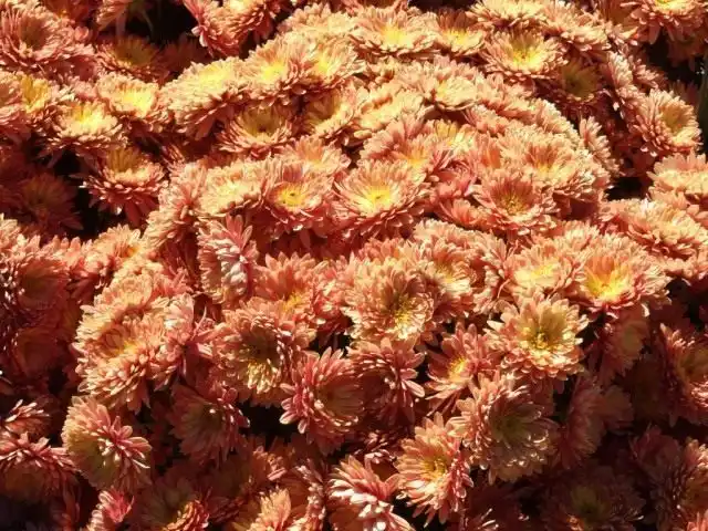 Сорт мелкоцветковой хризантемы "Плюшевый мишка"