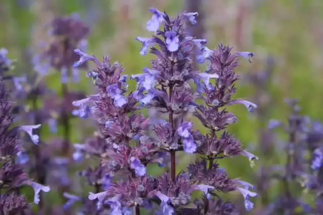 Котовник крупноцветковый (Nepeta grandiflora), высокорослый, 60-150 см.