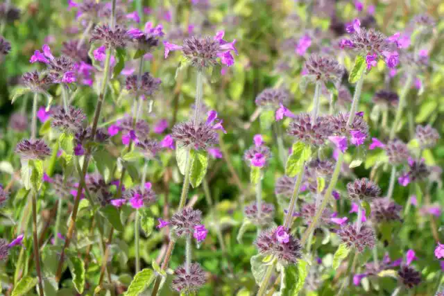 Обыкновенная пахучка (Clinopodium vulgare) растёт в качестве лугового растения почти по всей України.