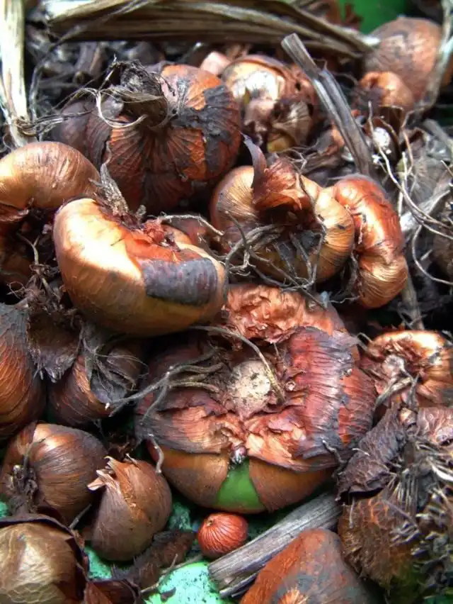 Проверяйте посадочный материал на наличие болезней и гнили