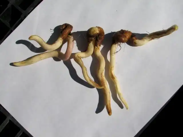 Клубни Сандерсонии