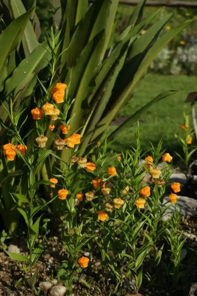 Сандерсония оранжевая