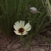Катананхе песчаная (Catananche arenaria)