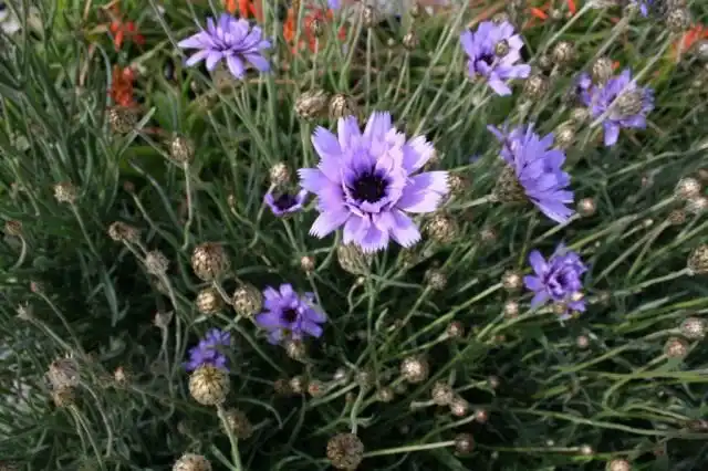 Катананхе голубой (Catananche caerulea)
