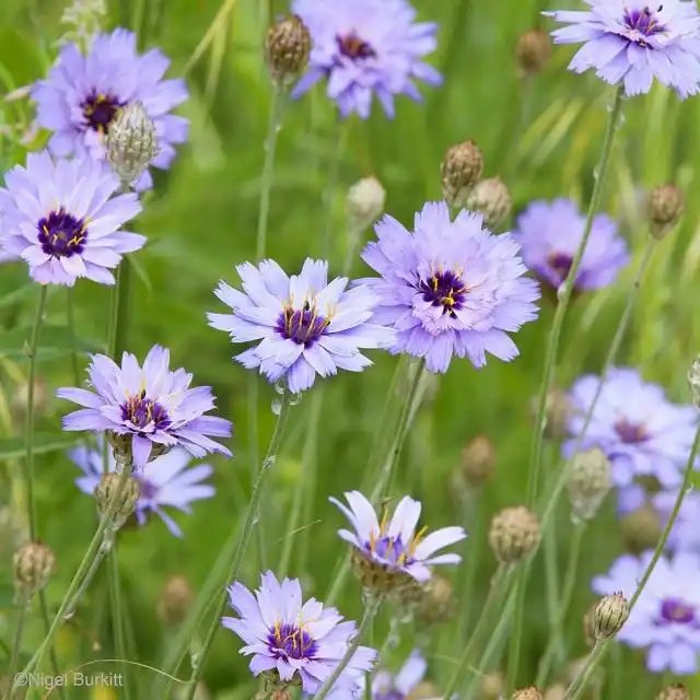 Катананхе голубой (Catananche caerulea)