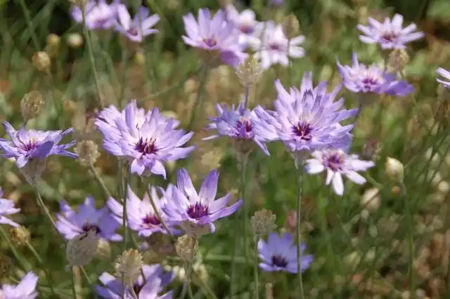 Катананхе голубой (Catananche caerulea)