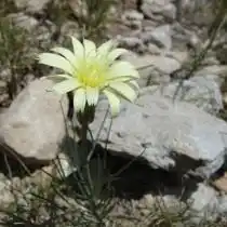 Катананхе дернистая (Catananche caespitosa)