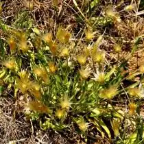 Катананхе жёлтая (Catananche lutea)