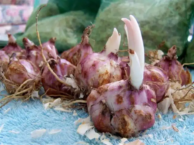 Проведите ревизию посадочного материала хранящегося до весенней высадки