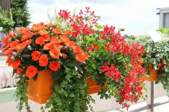 Оформление цветочной композиции в огненных тонах. Использованы: пеларгонии, ангелония, недотрога, чабер