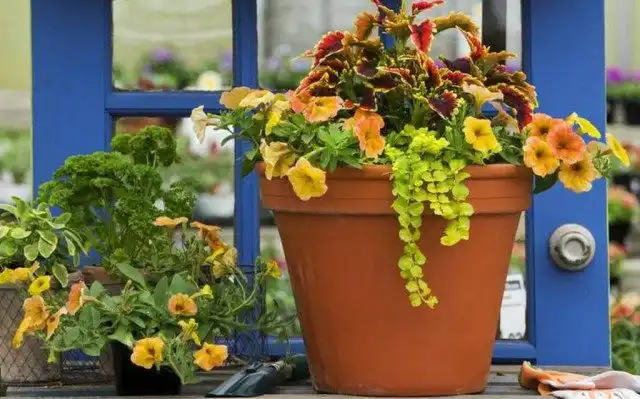 Цветочная композиция в горшке