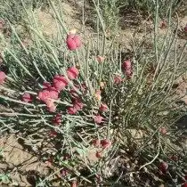 Хвойник даурский, или Эфедра даурская (Ephedra dahurica)