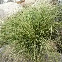 Хвойник односемянный, или Эфедра односемянная (Ephedra monosperma). Хвойничек