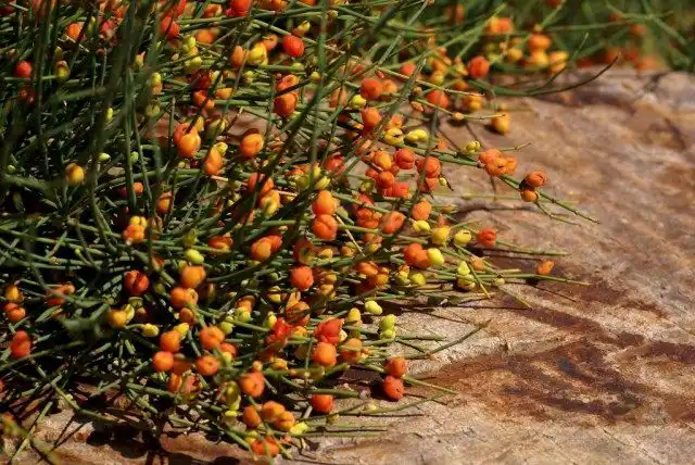 Хвойник даурский, или Хвойник китайский