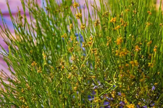 Эфедра траурная, или Хвойник траурный (Ephedra funerea)