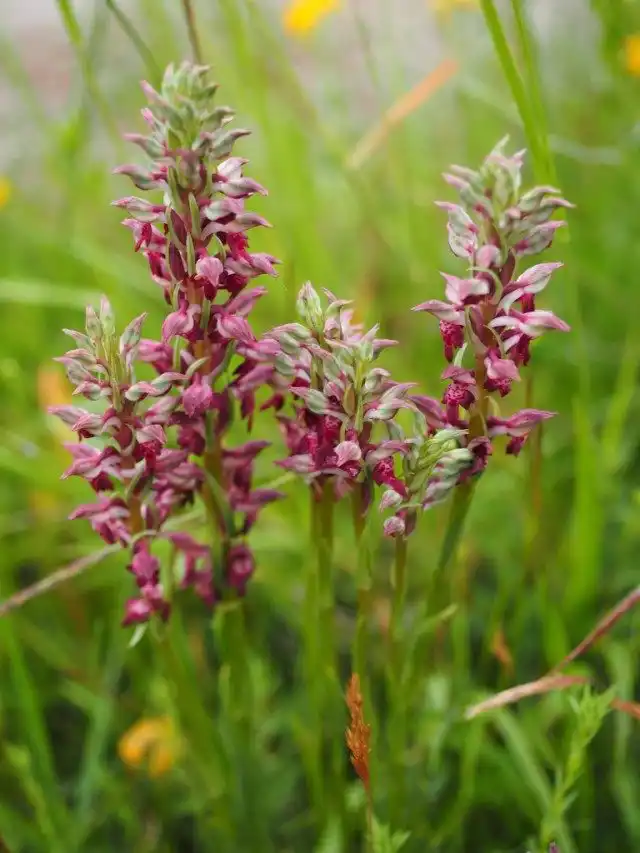 В настоящее время виды Анакамптис жилковатый и пахучий являются подвидами Анакамптис клопоносный (Anacamptis coriophora). На фото Anacamptis coriophora подвид fragrans