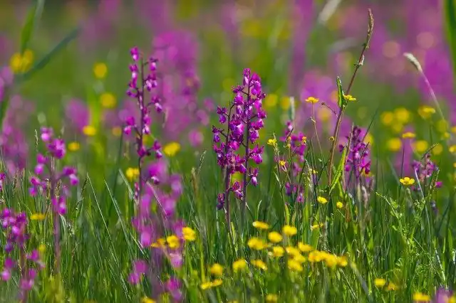 Анакамптис рыхлоцветковый (Anacamptis laxiflora) ранее выделялся как вид ятрышник рыхлоцветковый (orchis laxiflora)