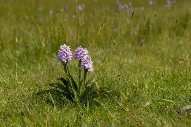Вид Orchis maculata (Ятрышник пятнистый, или Ятрышник крапчатый) в настоящее время входит в синонимику вида Пальчатокоренник пятнистый, или Пальчатокоренник крапчатый (Dactylorhiza maculata)