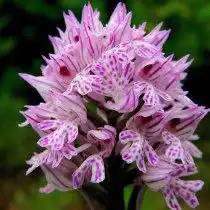 Неотинея трёхзубчатая, Ятрышник трёхзубчатый (лат. Neotinea tridentata), ранее вид помещался в род Ятрышник (Orchis)