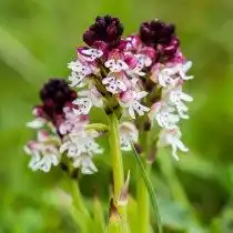 Неотинея обугленная, Неотинея обожжённая, или Ятрышник обожжённый (лат. Neotinea ustulata), ранее вид помещался в род Ятрышник (Orchis)