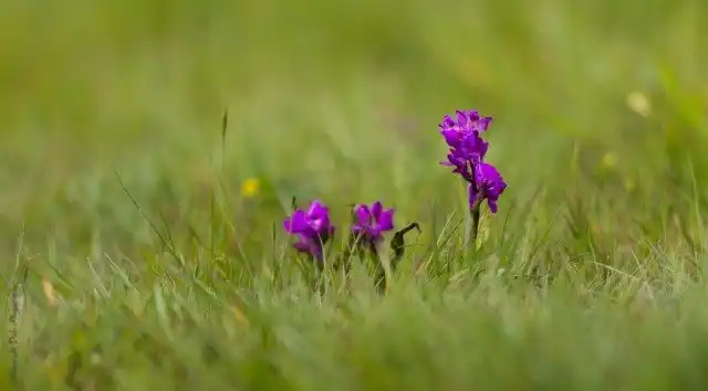 Ятрышник дремлик (Orchis morio) ныне известен как вид Анакампсис дремлик (Anacamptis morio)