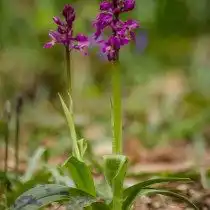 Ятрышник мужской (Orchis mascula)