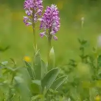 Ятрышник шлемовидный (Orchis militaris)
